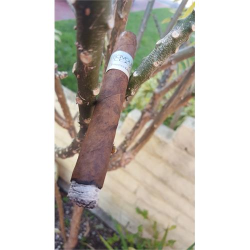 CAO Flavours Eileen s Dream Corona 5 1/4 * 42 