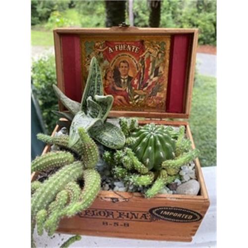 Wooden Empty Cigar Box, Pack of 10