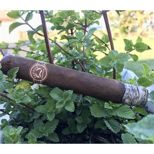 Padron Series 2000 Maduro 5  * 50