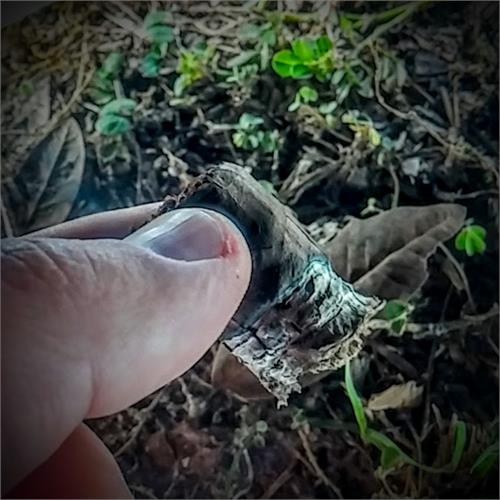 Carlos Torano Exodus 50 Years Robusto 5  * 50