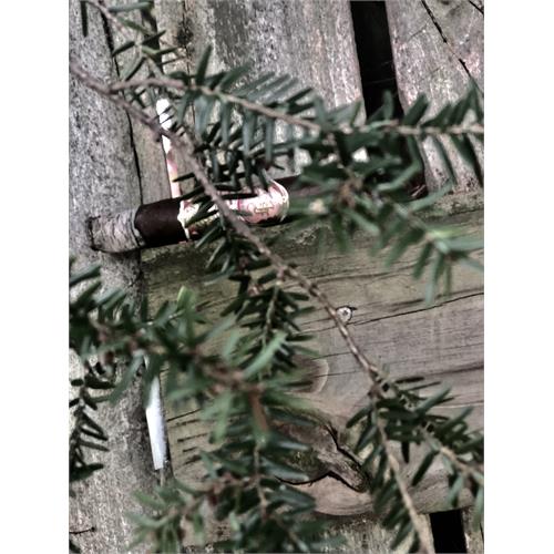 My Father Le Bijou 1922 Grand Robusto 5 5/8 * 55