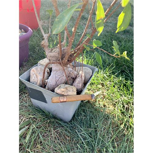 Tabak Especial Cafecita Dulce 4  * 32