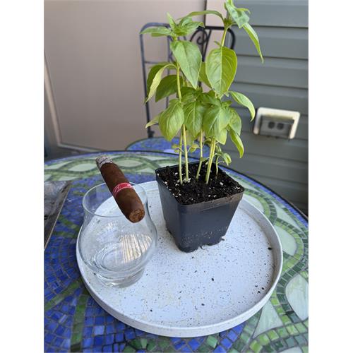 Tatuaje Havana VI Artistas Torpedo 6 1/8 * 52