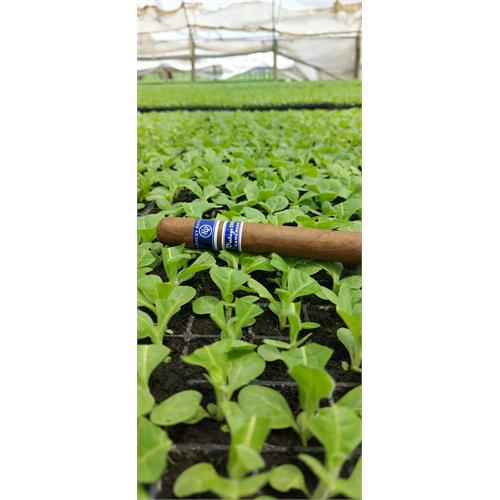 Rocky Patel Vintage 2003 Toro 6 1/2 * 52