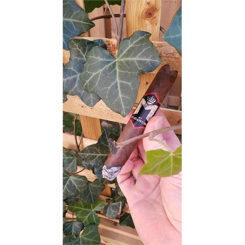 M by Macanudo Toro 6  * 50