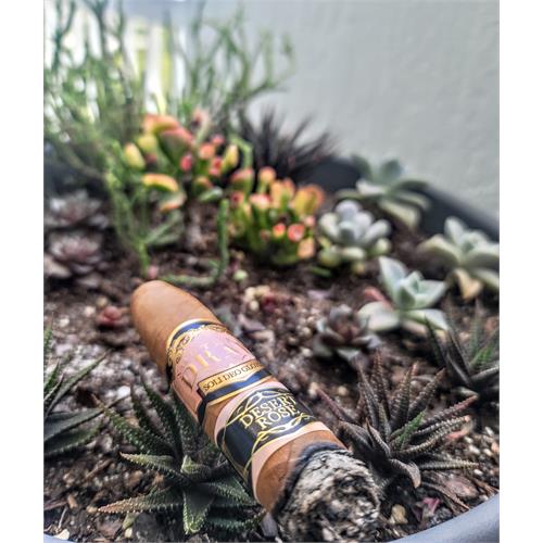 Southern Draw Rose of Sharon Desert Rose Belicoso Fino 5 1/2 * 54