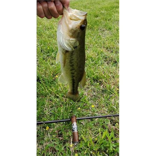 Punch Knuckle Buster Toro 6  * 50