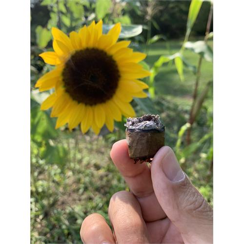 Tatiana Groovy Blue Gran Toro 6  * 58