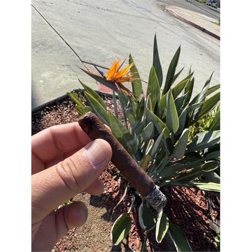 CAO Amazon Basin Daggers 5-Cigar Pack 4  * 38