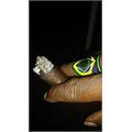 CAO Brazilia Amazon 6  * 60