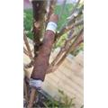 CAO Flavours Eileen s Dream Corona 5 1/4 * 42 