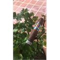 CAO Italia Ciao 5  * 56