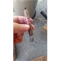 Cohiba Pequenos 4 3/16 * 36