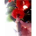 H. Upmann Vintage Cameroon Corona 5 1/2 * 44