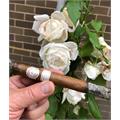 Montecristo White Churchill 7  * 54