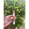Perdomo Lot 23 Belicoso 5  * 54