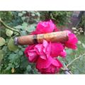 Perdomo Reserve Champagne Churchill 7  * 54