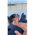 Romeo y Julieta 1875 Bully 5  * 50