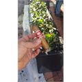 Romeo y Julieta Reserva Real Petite Robusto 4 1/2 * 54