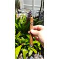 Sancho Panza Caballero 6 1/4 * 45
