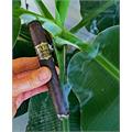 Tabak Especial Toro Negra 6  * 52