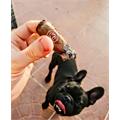 Padron Series 3000 Natural 5 1/2 * 52