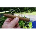 Arturo Fuente Natural Curly Head 6 1/2 * 43