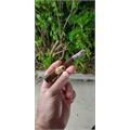 Oliva Serie G Toro 6  * 50