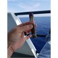 CAO America Potomac 5  * 56