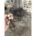Rocky Patel Decade Torpedo 6 1/2 * 52