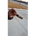 Arturo Fuente Anejo Shark No. 77 5 7/8 * 64