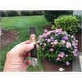 Arturo Fuente Anejo Shark No. 77 5 7/8 * 64