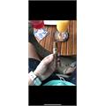 Padron 1964 Anniversary Principe Natural 4 1/2 * 46