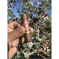 Arturo Fuente Hemingway Short Story Natural 4  * 49