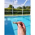 Arturo Fuente Hemingway Short Story Natural 4  * 49