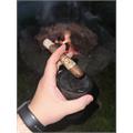 La Aroma de Cuba Robusto 5 1/4 * 54