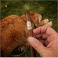 My Father No. 4 Lancero 7 1/2 * 38