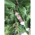 Ashton VSG Belicoso No.1 5 1/4 * 52