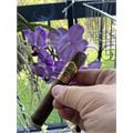 Ashton VSG Belicoso No.1 5 1/4 * 52