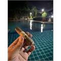 Oliva Serie G Special G 3 3/4 * 48
