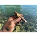 Oliva Serie G Double Robusto 5  * 54