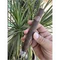 Padron Series 4000 Maduro 6 1/2 * 54
