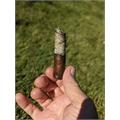 Arturo Fuente Flor Fina 8-5-8 Sungrown 6 1/4 * 47