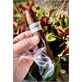Liga Privada Unico Feral Flying Pig 5 3/8 * 60