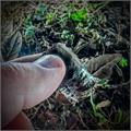 Carlos Torano Exodus 50 Years Robusto 5  * 50