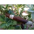 Liga Privada T52 Belicoso 6  * 52
