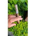 Arturo Fuente Don Carlos Presidente 6 1/2 * 50