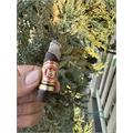 Arturo Fuente Hemingway Short Story Maduro 4  * 49