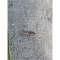 Arturo Fuente Hemingway Best Seller Natural 4 1/2 * 55