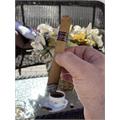 Java Latte Robusto 5 1/2 * 50